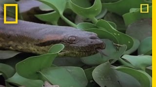 Anaconda Breeding Ball  National Geographic [upl. by Bellis]