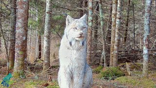 Stunning footage of a lynx in northern Minnesota [upl. by Anillehs]