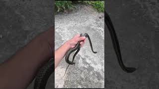 Garter Snake Catches herping wildlife reptiles [upl. by Abraham]