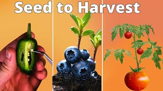 Growing Plants Seed to Harvest 4K Time Lapse Compilation 3 Years [upl. by Farkas120]