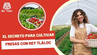 El secreto para cultivar fresas con Rey Tláloc🚜🍓 [upl. by Noirda]