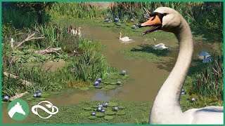 Creating a MUTE SWAN Lake in the Elm Hill City Zoo  Planet Zoo [upl. by Attirehs]