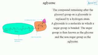 aglycone [upl. by Sage]