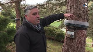 Les chenilles processionnaires sattaquent au Limousin [upl. by Painter]