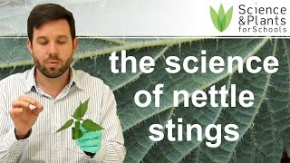 How do stinging nettles sting you  practical biology experiment 🌵🧪 [upl. by Germana521]