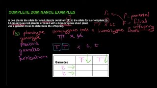 Gr 12 Life Sciences Genetics and Inheritance Part 2 Monohybrid Crosses [upl. by Gilud548]