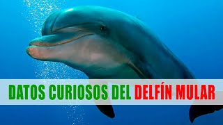 Delfín mular Delfín nariz de botella Tursiops truncatus  Datos curiosos de animales [upl. by Ylrrad714]