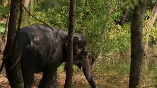 KOTTOOR ECOTOURISM  ELEPHANT REHABILATION CENTRE [upl. by Tra]