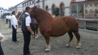 Cheval Trait breton Les concours modèles et allures 2010 Bretagne [upl. by Burk]