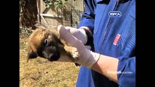 RSPCA video Three jailed after puppies found buried alive in garden [upl. by Jan]