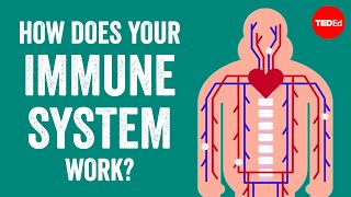 Introduction to Innate Immunity [upl. by Bartosch658]