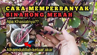 CARA MUDAH MEMPERBANYAK BINAHONG MERAH [upl. by Merilyn]