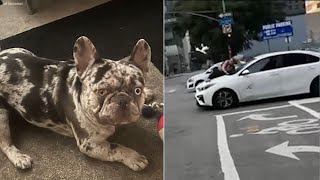 Arrest made in DTLA dognapping that left owner clinging to car [upl. by Yemrots750]