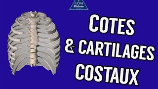 Côtes et cartilages costaux [upl. by Kcitrap306]