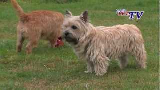 Cairn Terrier Informationen zur Rasse [upl. by Ivey]