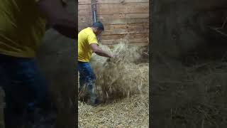 Bedding a stall down with straw horse horseracing [upl. by Ayala]