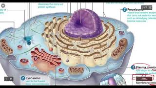 11Cell structure Organisms classification amp introduction to biochemistry [upl. by Laird]