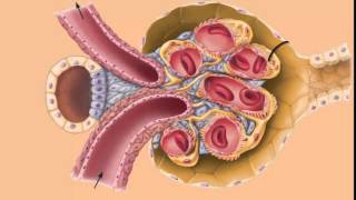 AampP 2 Renal PhysiologyUrine Formation Part 1 [upl. by Ahsekim]