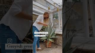 4 ways to identify edible Aloe aloevera aloeveragel homesteading smallfarm gardengirl [upl. by Alcot]