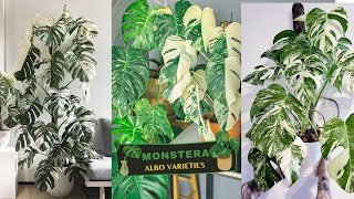 10 Best Monstera Albo Varieties You Must Grow [upl. by Atiraj]