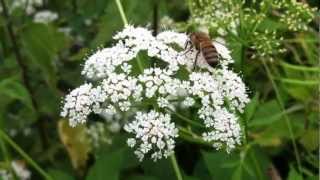 Ground Elder Aegopodium Podagraria  20120616 [upl. by Aihc121]