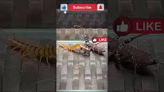 Vinegaroon vs Scolopendra 2  Uropygi vs centipede 2 [upl. by Ertemed]