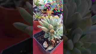 suculenta Sedum Pachyphytum Hookeri [upl. by Robins]