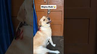 Pyaar ki pungi 🤣  labra rubi  shorts youtubeshorts funny labrador doglover memes comedy [upl. by Berna546]