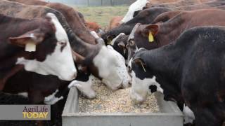 Supplemental feeding for beef cattle [upl. by Mayda]