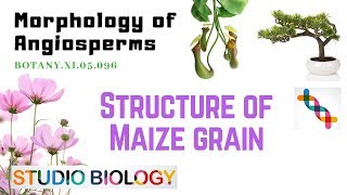 BOTANY XI05096 – Morphology of Angiosperms – Structure of Maize Grain [upl. by Airdnek201]