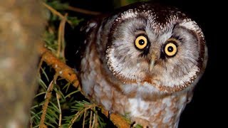 BOREAL OWL call Bird sounds at night [upl. by Aerdnaxela]