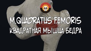 Квадратная мышца бедра m quadratus femoris 3D Анатомия [upl. by Swarts215]