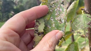 Dealing with Cherry Slug on Fruit Trees using Organic Methods on my Permaculture Farm [upl. by Auhsaj903]