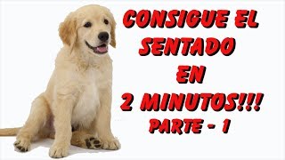 Cómo ENSEÑAR a mi PERRO a SENTARSE Curso Adiestramiento Canino Parte 1 [upl. by Eyak]