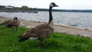 Hissing Canada Goose [upl. by Jean-Claude55]