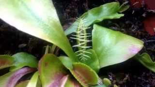 Venus flytrap captures its first meal after a long winter Bye fly [upl. by Anirrok]