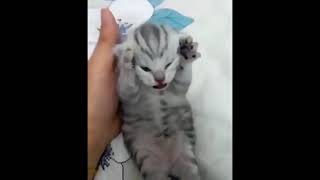 Dramatic Kitten Meme Template  Screaming Cat Meme [upl. by Assenyl407]