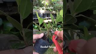 Pruning Beringin Korea Mame Ficus microcarpa var crassifolia [upl. by Unity]