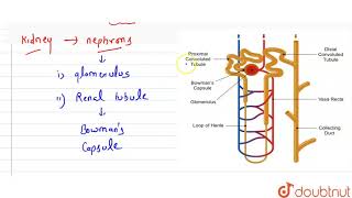 What is Malpighian body [upl. by Ebbarta]