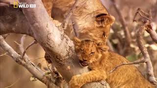 Animals Documentary Africas Killers Fierce Lion Leopards [upl. by Adnwahsar]