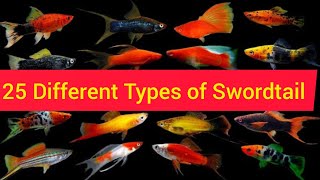 25 Different Types of Swordtails ll types of Swordtail ll rare Variety [upl. by Jephthah]