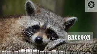 What does a raccoon sound like Raccoon call  raccoon sounds  raccoon noises [upl. by Anne]