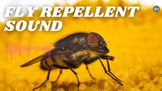 Flies Repellent Sound [upl. by Yarised]