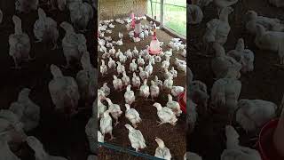 Poultry farm murgi chas 🐔🐤🐣🐥🐓poultryfarm birds poultry chicken [upl. by Herculie]