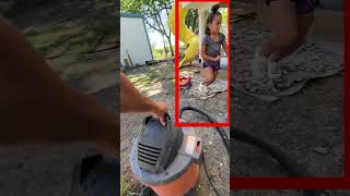 Vacuum vs Wasps How to Relocate a Deadly Nest insects wasps [upl. by Ikiv]