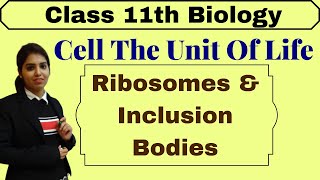 Ribosomes and Inclusion bodies  Cell The Unit Of Life  NCERT  Biology  Class 11  Part1 [upl. by Nylidam803]