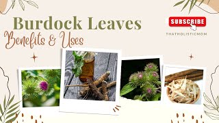 Burdock Leaves Benefits amp Uses [upl. by Anilocin315]