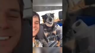 Dogs with 2 braincells part 152 funny lovegoldens funnypets pets cutegolden petvideos [upl. by Akiemahs509]