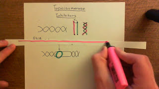 Topoisomerase Inhibitors Part 1 [upl. by Acinomahs]