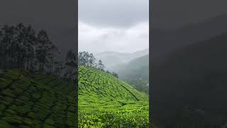 Munnar idukki nature rainyday indonesia russia wildlife travel tour kerala godsowncountry [upl. by Larkin918]